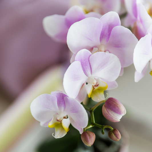 Kolibri Orchids Muttertag Geschenkset - Pflanzfix24
