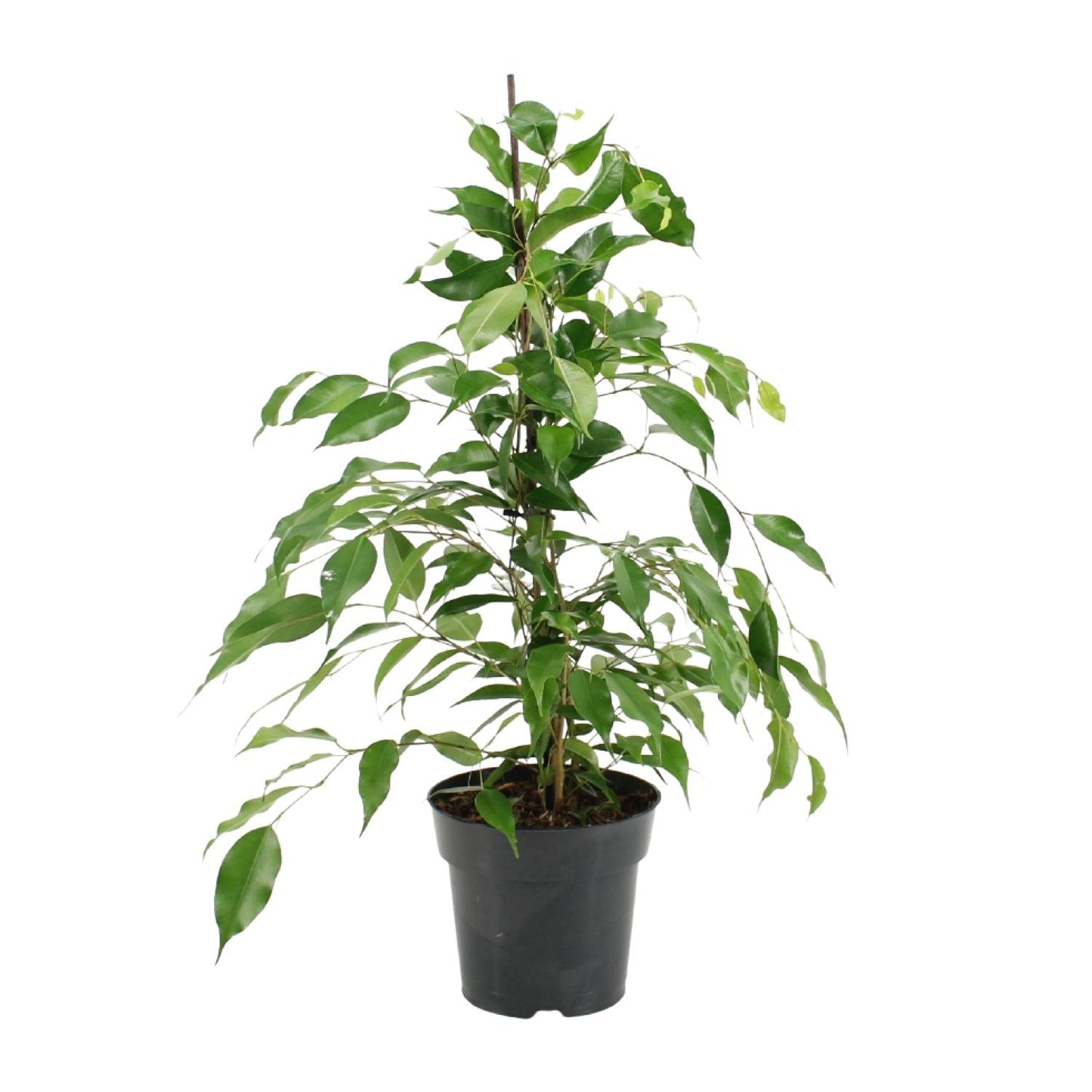 Ficus Benjamina Danita - Ø17cm - ↕70cm - Pflanzfix24