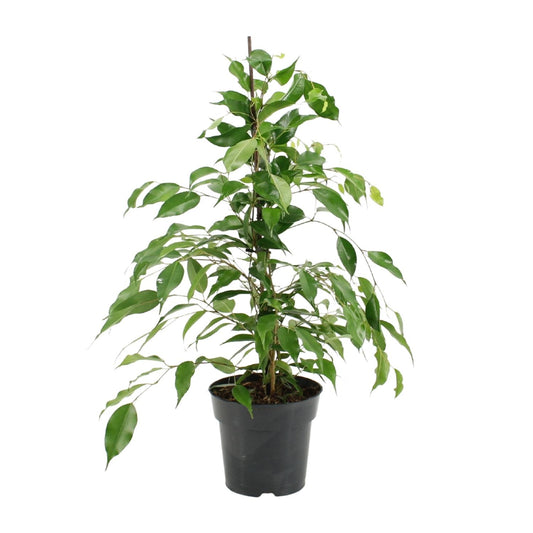 Ficus Benjamina Danita - Ø17cm - ↕70cm - Pflanzfix24