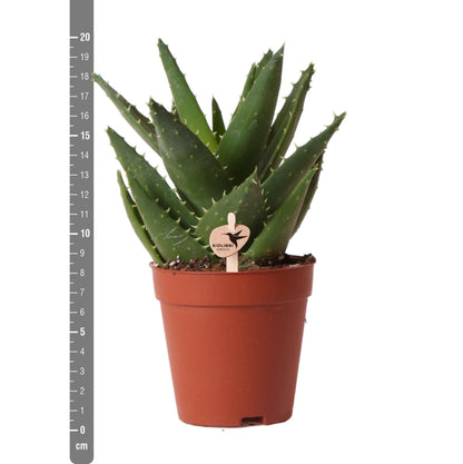 Aloe Brevifolia Ø9 cm – Pflanzfix24.de - Pflanzfix24.de