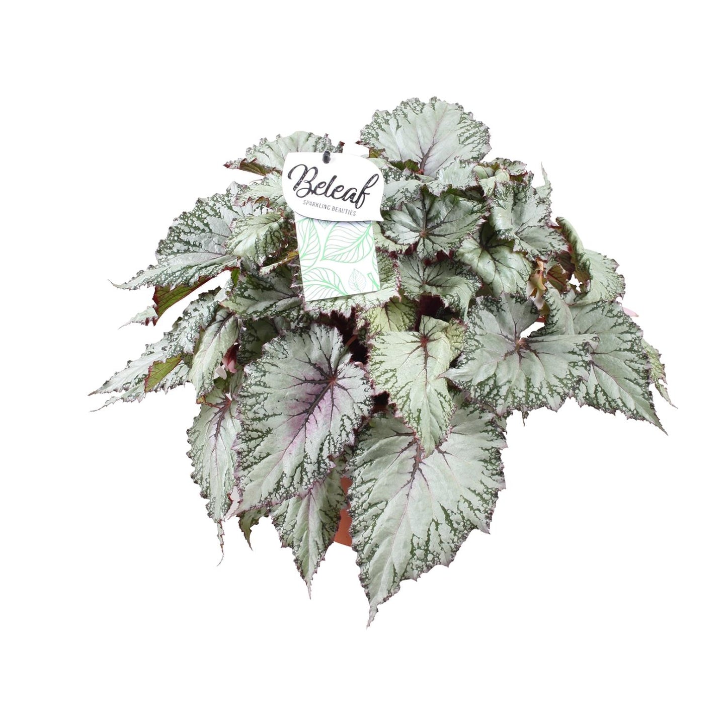 Begonia Beleaf Asian Tundra - Ø17cm - Pflanzfix24