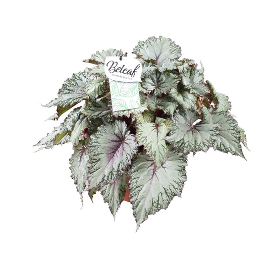 Begonia Beleaf Asian Tundra - Ø17cm - Pflanzfix24