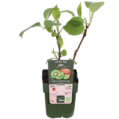 3x - Actinidia delciosioa 'Jenny' - ↨45cm - Ø13 - Pflanzfix24