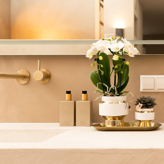 Weiße Orchidee & Sukkulente auf goldenem Tablett – Pflanzfix24.de - Pflanzfix24.de