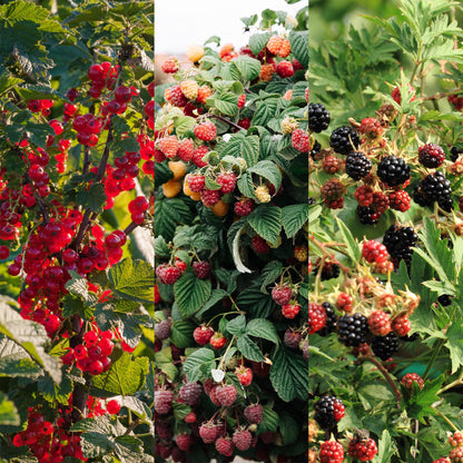 Pflanzfix24 - Obstpflanzenmix - Rote Johannisbeere, Rote Himbeere, Schwarze Brombeere - 3 Pflanzen - Topf 11cm Höhe 40cm