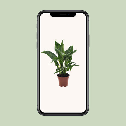 Spathiphyllum Diamond 40 cm – Friedenslilie – Pflanzfix24