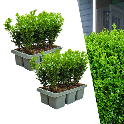 Buxus NewGen Freedom 2x6er-Set Ø7 cm – Robuster Buchsbaum | Pflanzfix24.de - Pflanzfix24.de
