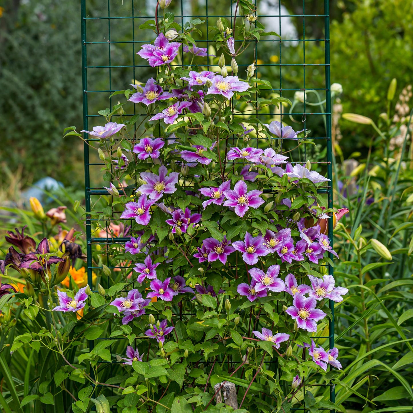 Pflanzfix24.de - Clematis Piilu Kletterpflanze - 2 Pflanzen - Pflanzfix24.de