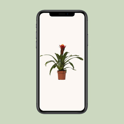 Guzmania Happiness - Ø12 ↕45 - Pflanzfix24.de - Pflanzfix24.de