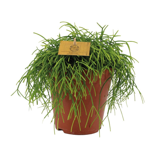 Rhipsalis Cashero - Zimmerpflanze - pflanzfix24