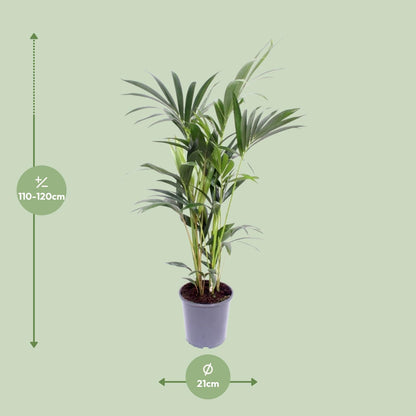 Kentia-Palme - Howea Forsteriana - Ø21cm - ↕120cm - Pflanzfix24.de - Pflanzfix24.de