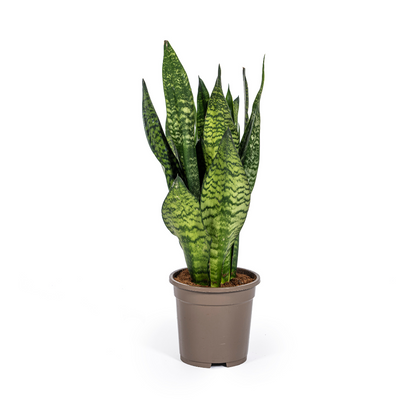 Sansevieria Trifasciata Zeylanica Compacta Ø17cm - Pflanzfix24