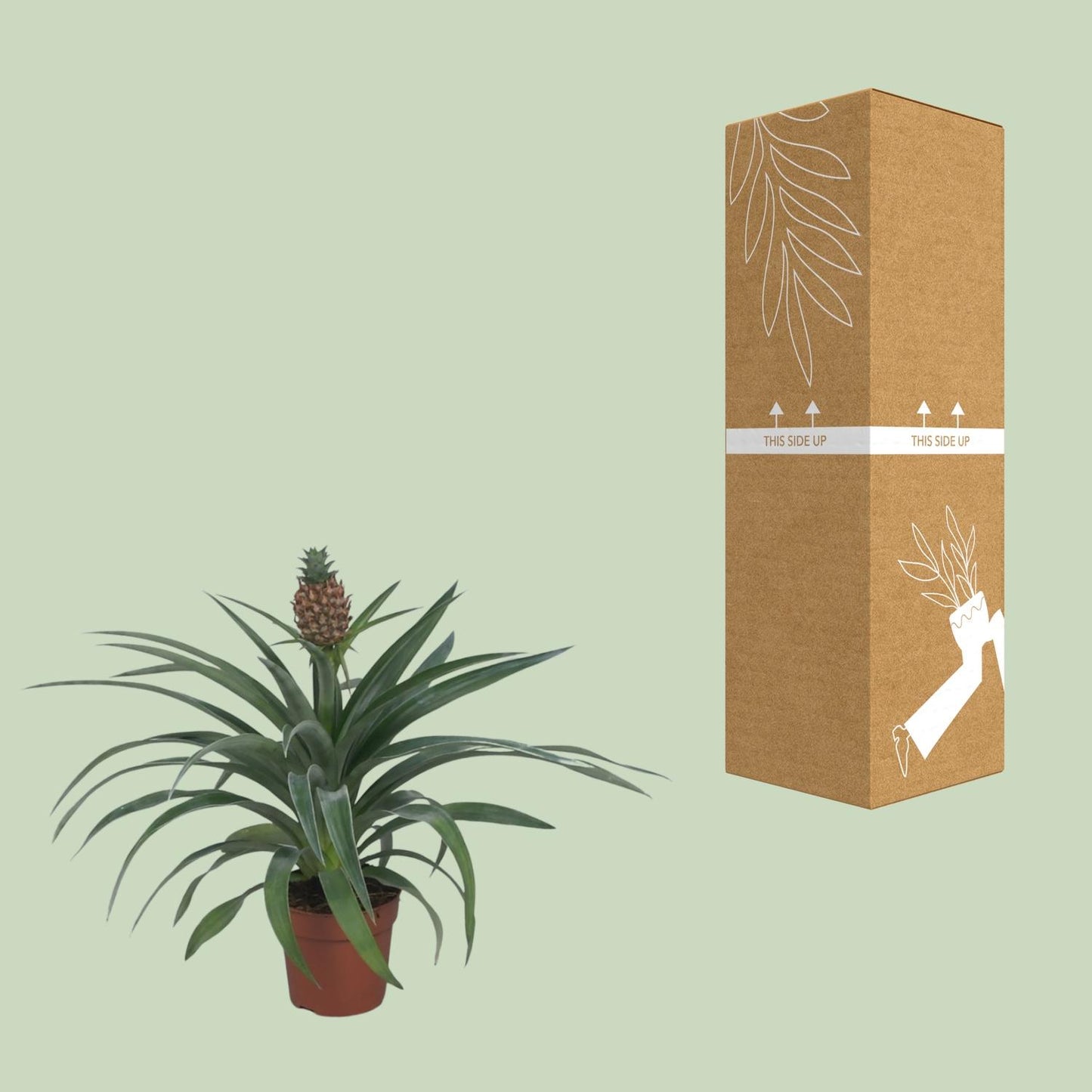 Ananas Mi Amigo - Ø12cm - ↕40cm - Pflanzfix24