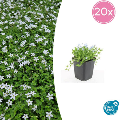 20x Isotoma fluviatilis 'Alba' - 10-25cm - Ø9cm bei Pflanzfix24.de - Pflanzfix24.de