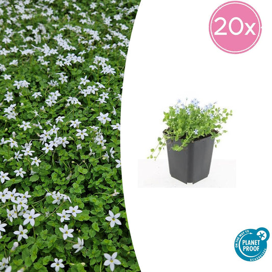 20x Isotoma fluviatilis 'Alba' - 10-25cm - Ø9cm bei Pflanzfix24.de - Pflanzfix24.de