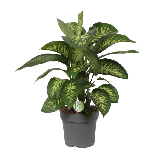 Dieffenbachia Reeva - Ø24cm - ↕75cm - Pflanzfix24