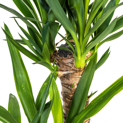 Yucca Elephantipes Ø19cm | Zimmerpflanze 70-90cm – Pflanzfix24.de - Pflanzfix24.de