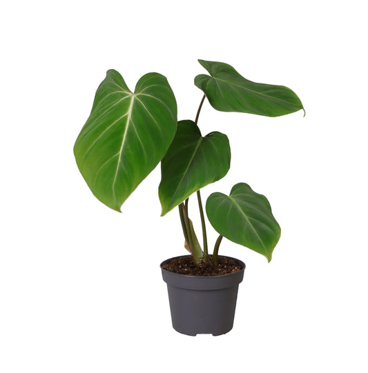 Philodendron Glorisoum - Ø12cm - ↕35cm bei Pflanzfix24