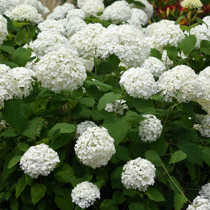 GreenboutiQ - Rispenhortensie - Hydrangea arborescens Annabelle - Blüte Weiß - 3 Pflanzen - 1 m2 - Laubabwerfend - Große Blüten - Topf 17cm Höhe 50cm - Pflanzfix24.de