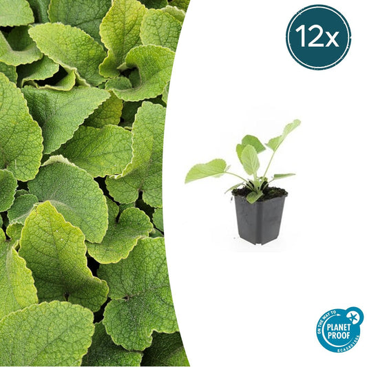 12x Phlomis russeliana winterharte Staude Ø9cm – Pflanzfix24.de - Pflanzfix24.de