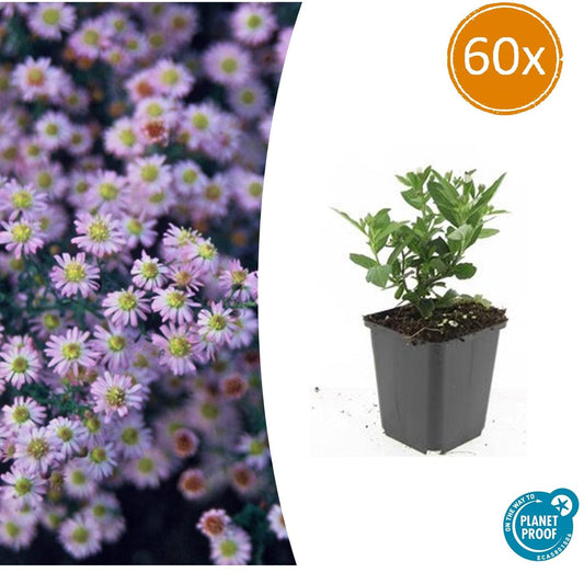 60x Aster ageratoides 'Stardust' - ↕10-25cm - Ø9cm - Pflanzfix24.de - Pflanzfix24.de