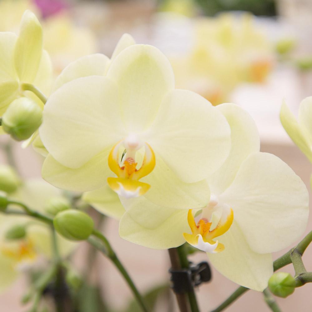 Phalaenopsis Orchidee Gelb Ø9 cm ohne Topf – Pflanzfix24.de - Pflanzfix24.de
