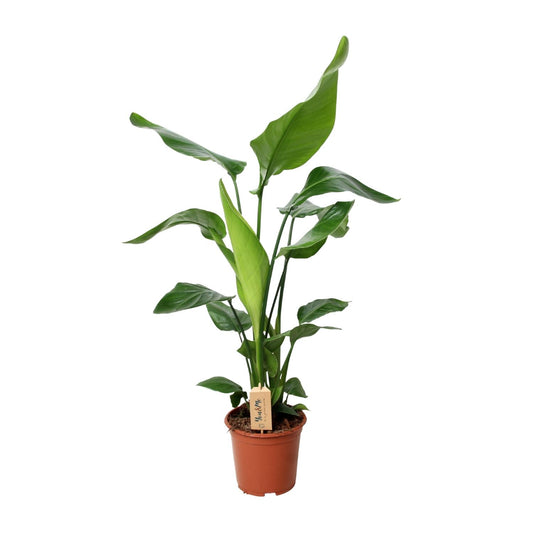 Strelitzia Nicolai 90cm Ø19cm – Exotische Zimmerpflanze | Pflanzfix24.de - Pflanzfix24.de
