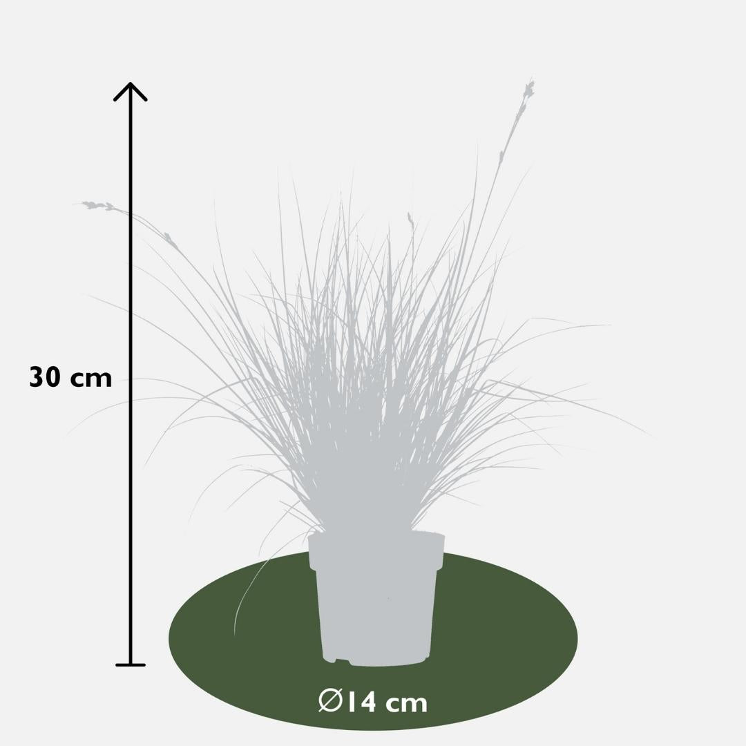 3 x Carex brunnea Variegata - Ø 14 cm - ↨ 25 cm - Pflanzfix24