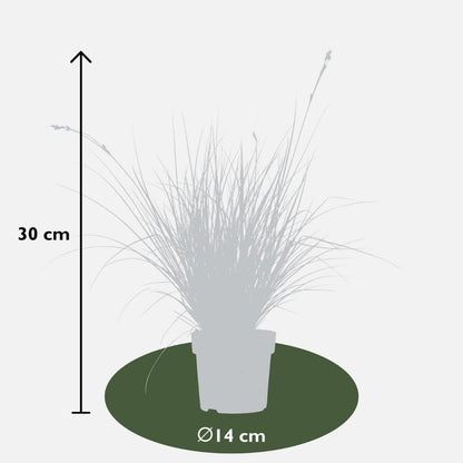 3 x Carex brunnea Variegata - Ø 14 cm - ↨ 25 cm - Pflanzfix24