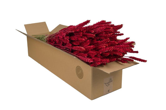 Getrocknete Blumen - Tarwe (Triticum) - Red - 4 Gebüsch - ↕60cm - Pflanzfix24.de - Pflanzfix24.de