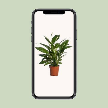 Spathiphyllum Vivaldi Ø17cm – elegante Friedenslilie | pflanzfix24.de - Pflanzfix24.de