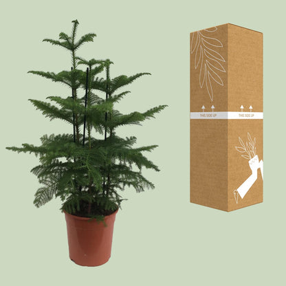 Araucaria (2 Tak) - Ø27cm - ↕110cm - Pflanzfix24