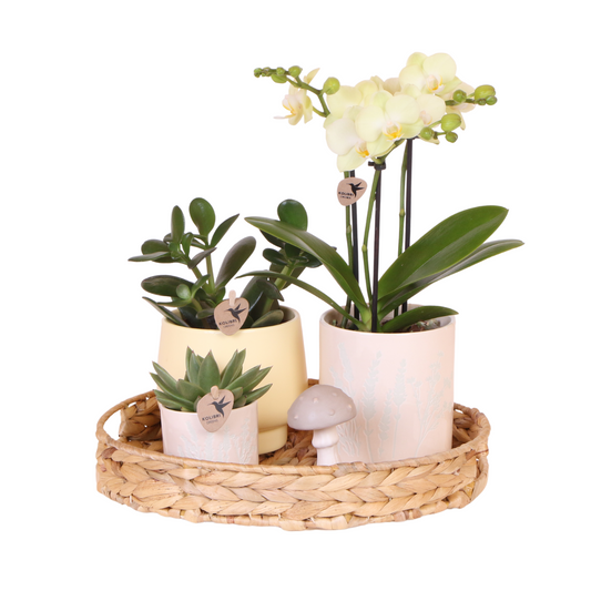Ostern Geschenkset Kolibri Orchids | Pflanzfix24