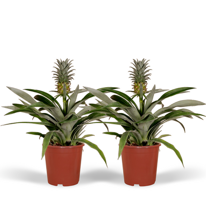 Bromelia (Ananaspflanze) - 2 Stücke - Ø12cm - ↕30cm - Pflanzfix24