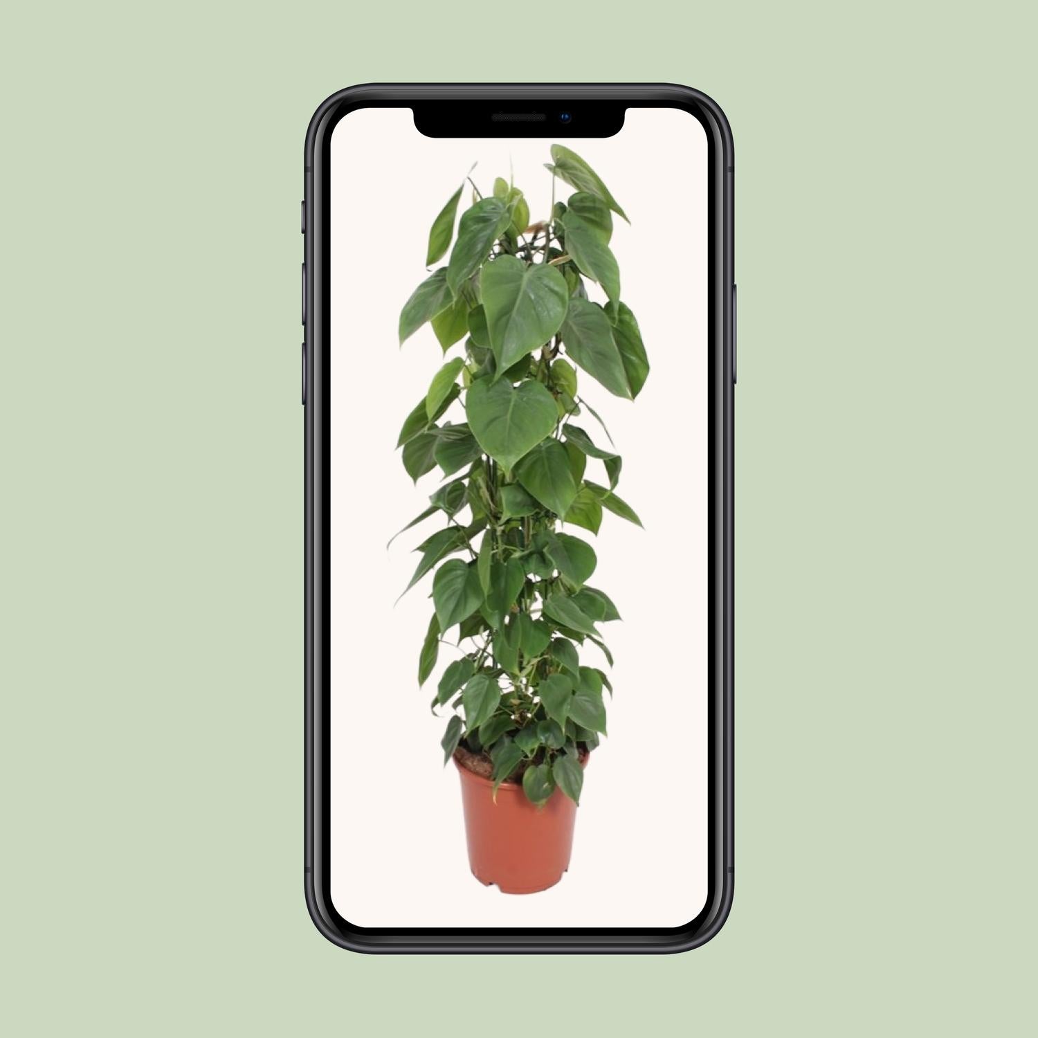 Philodendron Scandens 120cm Ø24cm – Große Zimmerpflanze | Pflanzfix24.de - Pflanzfix24.de