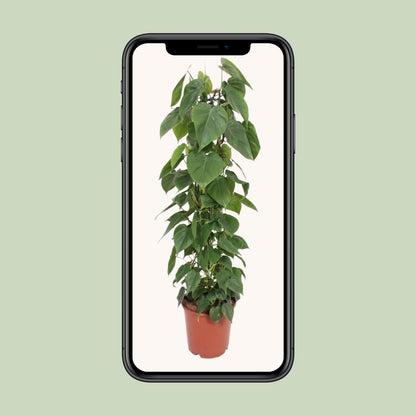 Philodendron Scandens 120cm Ø24cm – Große Zimmerpflanze | Pflanzfix24.de - Pflanzfix24.de