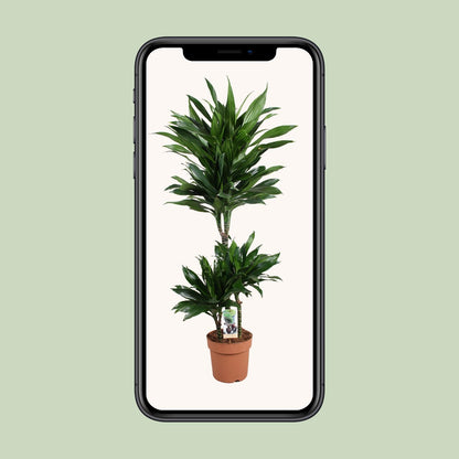 Dracaena Green Jewel 60-30-15 - Pflanzfix24