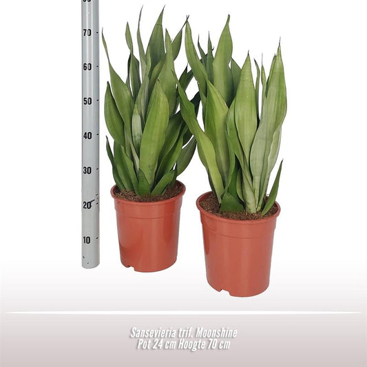 Sansevieria T Moonshine - Pflanzfix24