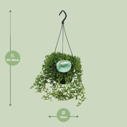 Senecio Peregrinus - Ø15cm - ↕25cm - Pflanzfix24