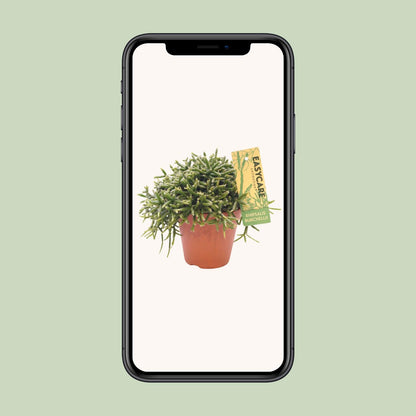 Rhipsalis Burchellii Zimmerpflanze – Pflanzfix24.de - Pflanzfix24.de