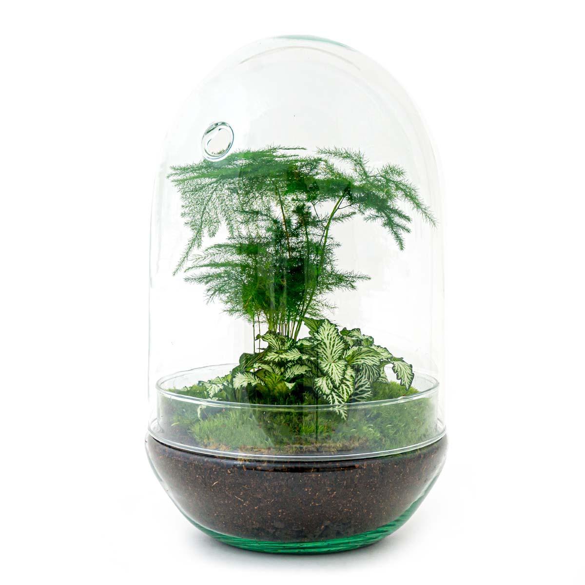 Flaschengarten DIY Terrarium - Egg XL - ↕ 30 cm - Pflanzfix24.de - Pflanzfix24.de