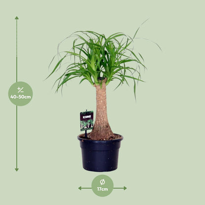 Beaucarnea Nolina - Ø17cm - ↕50cm - Pflanzfix24