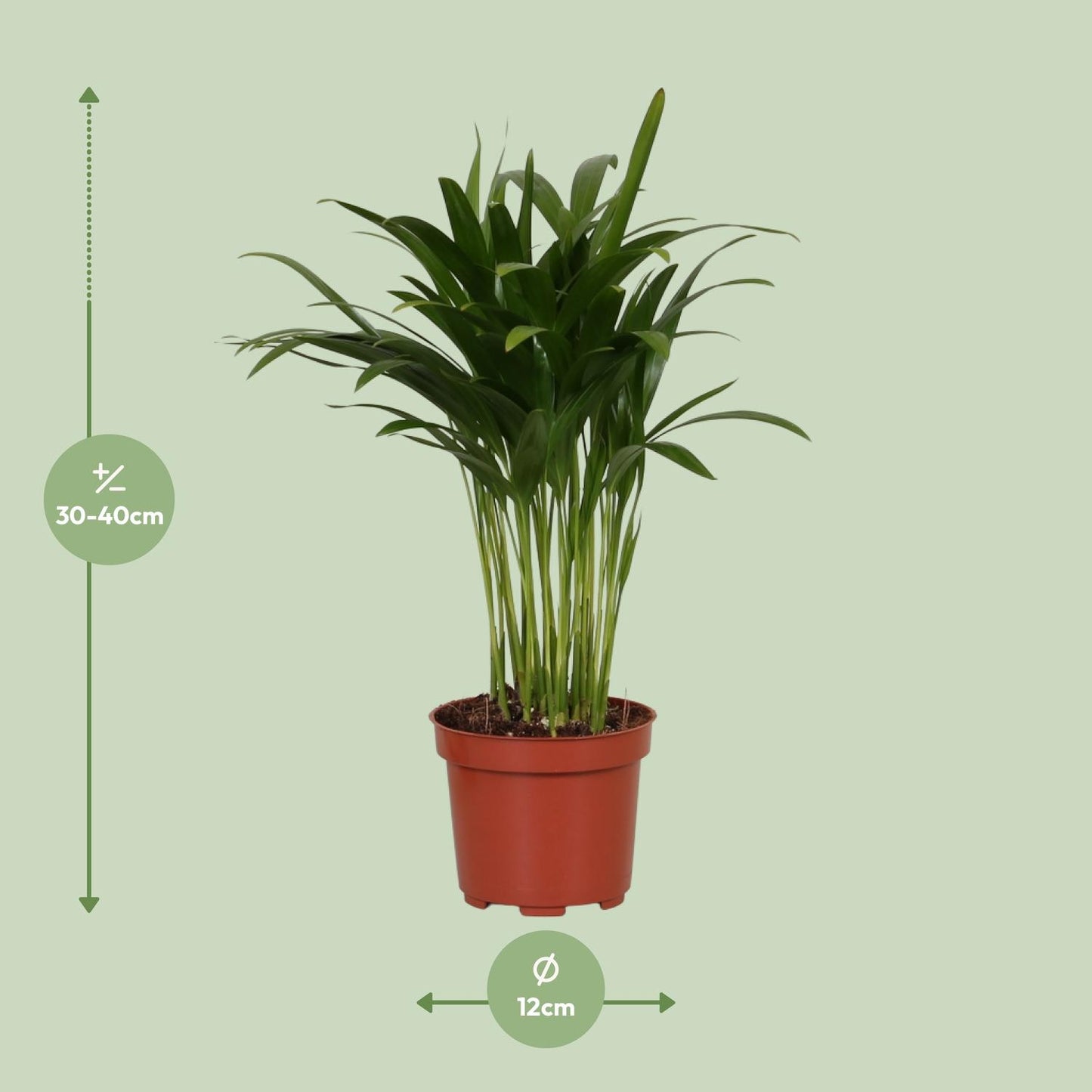 Areca Catechu - Ø12cm - ↕35cm - Pflanzfix24