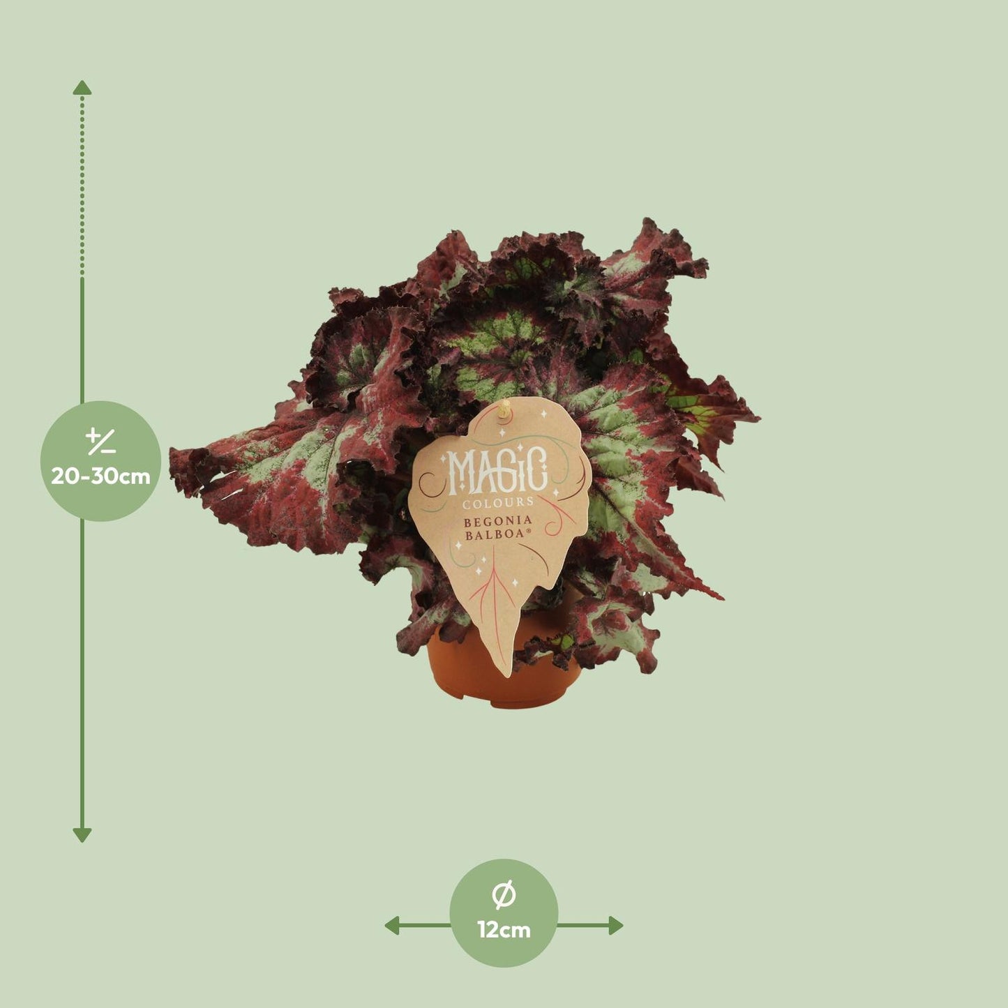 Begonia Rex Balboa - Ø12 ↕25 von Pflanzfix24