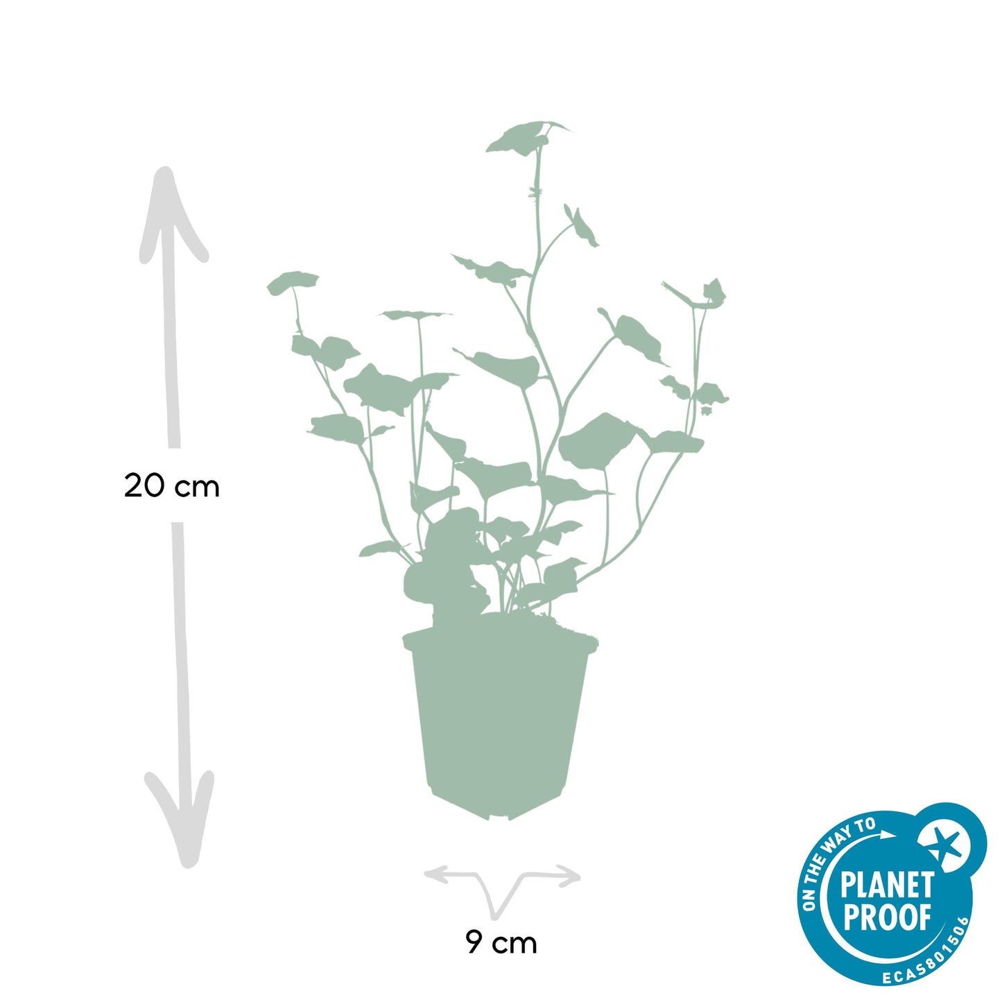 24x Hedera Hibernica - ↕10-25cm - Ø9cm - Pflanzfix24