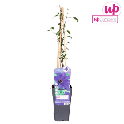 Clematis The President - Clematis Lila - Pflanzfix24.de - Pflanzfix24.de