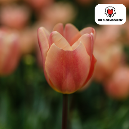 Apricot Foxx Tulpenbollen – 20 Stuks | KH Bloembollen® | Zalmroze Tulp - Pflanzfix24