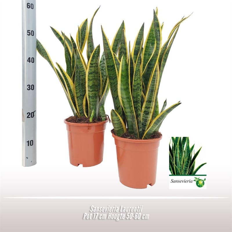 Sansevieria Laurentii - Ø17 ↕50 - Pflanzfix24