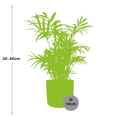 Chamaedorea in ELHO b.for soft rond 14cm brique - Pflanzfix24