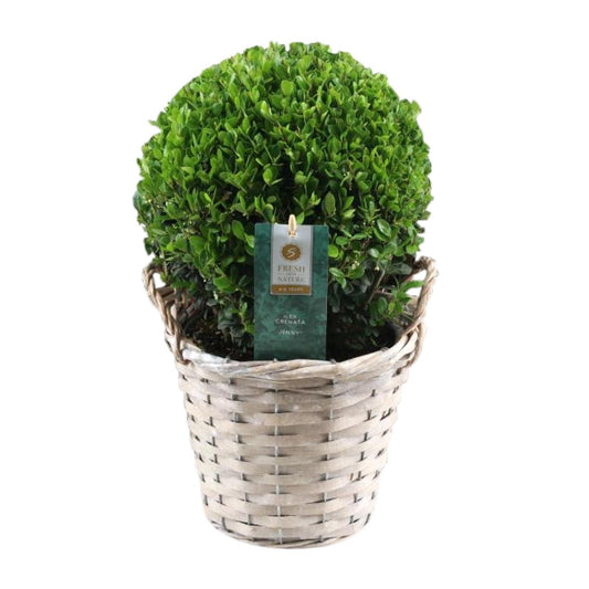 Ilex Crenata 'Jenny'® Ball Ø20cm P17 In Basket - Pflanzfix24